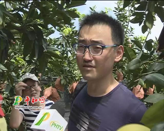 蜜柚开摘仪式-平和网