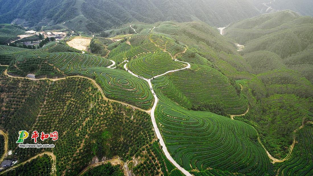 《绿色年轮》组照-平和网