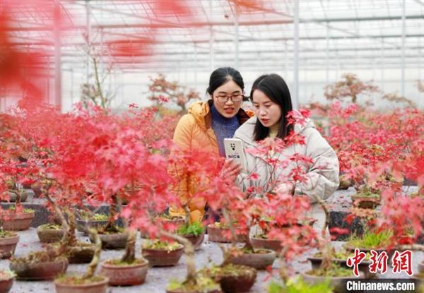 沭阳县吸引花木生产核心区70%以上的大学毕业生选择返乡创业。　丁华明 摄