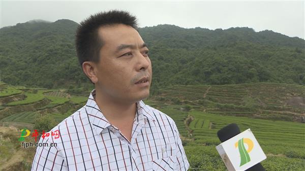 朱涛:引进先进技术制好茶-《平和网》