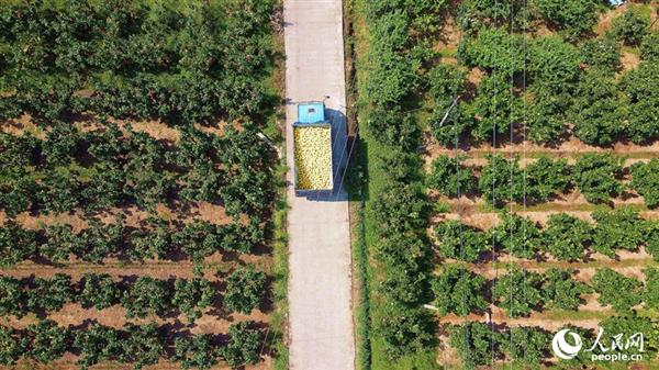 在漳州平和，一辆满载蜜柚的货车穿梭于蜜柚林间。人民网 苏海森摄