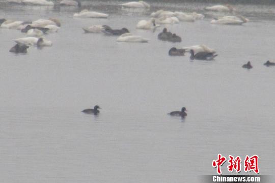 极危候鸟青头潜鸭现身鄱阳湖全球仅存500只（图）