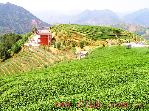 白芽奇兰茶基地--天用茶场