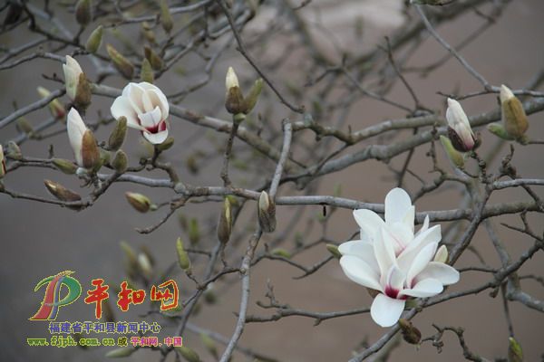 木笔花