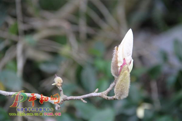 木笔花