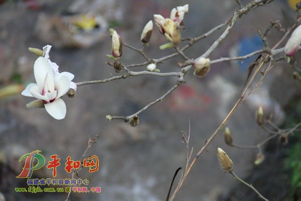 木笔花