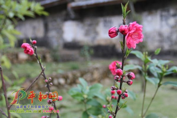 桃花