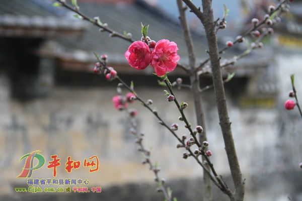 桃花