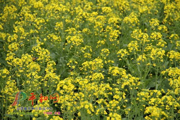 美丽的油菜花
