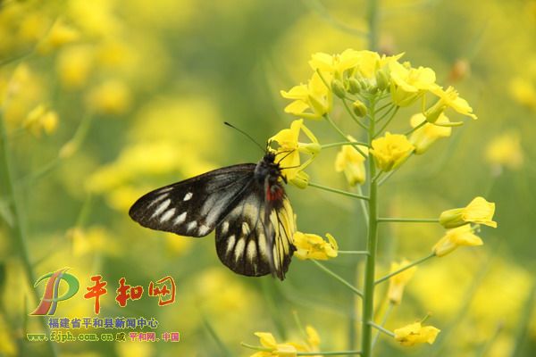 蝶恋花