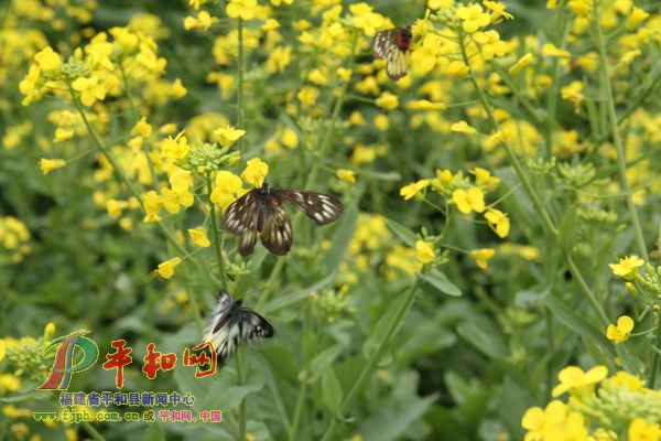 三蝶恋花 平和网