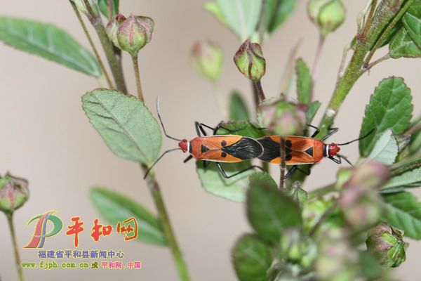 虫