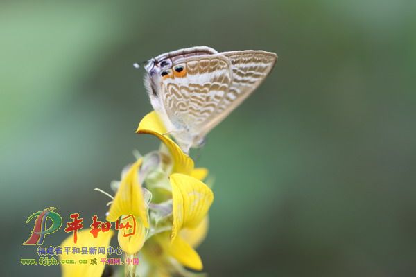 虫