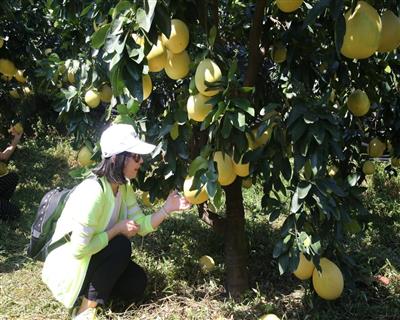 来自三明永安的游客正在近距离观赏蜜柚