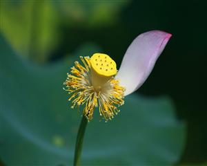 红莲惊艳九曲村（芦溪）