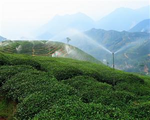 彭溪茶园