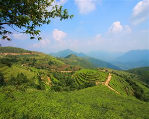 天醇有机茶基地