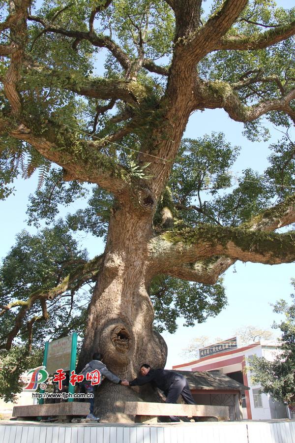五寨乡寨河村樟树王