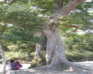 五寨新塘村旧车站夫妻树