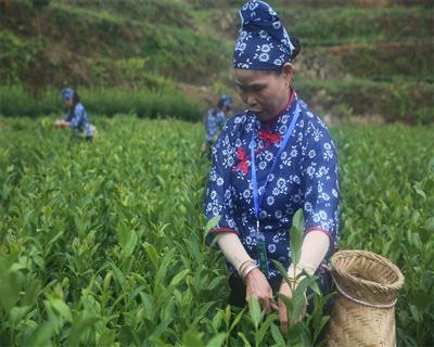 “庆丰收”系列活动——采茶能手