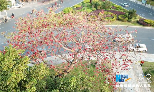 泉州：满城飞花春意盎然