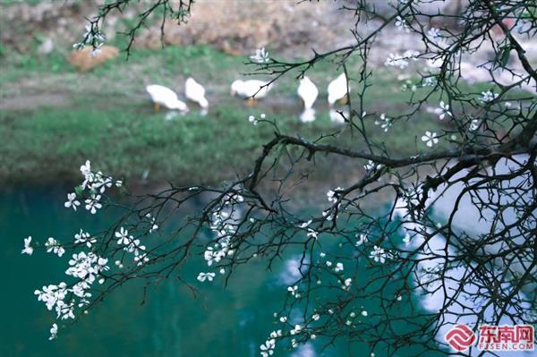 漳州南靖南坑：枳实花开春意浓　踏青赏景正当时