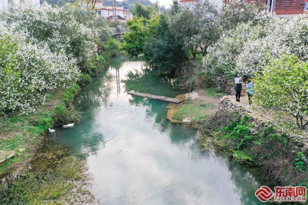 漳州南靖南坑：枳实花开春意浓　踏青赏景正当时