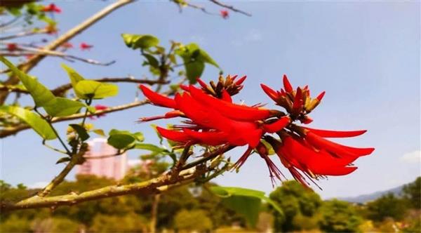 泉州版高校春景图来了！快来为你的学校点赞吧！