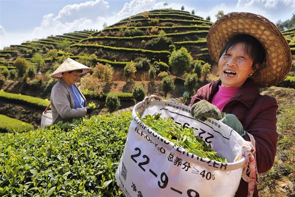 福建周宁：首批智慧有机茶园投入使用