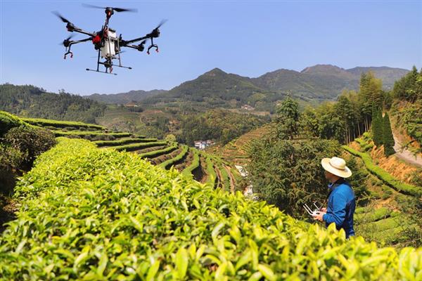福建周宁：首批智慧有机茶园投入使用