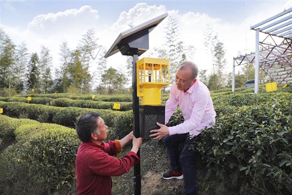 福建周宁：首批智慧有机茶园投入使用