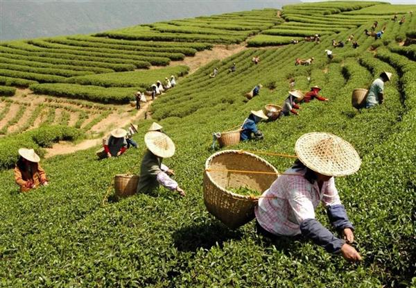 宁德福安：茶旅融合　“融”出发展新路子