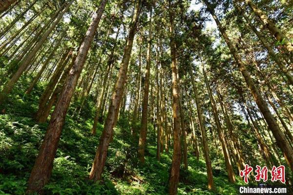 深山里的中国杉木种质资源库