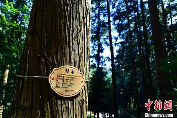 深山里的中国杉木种质资源库