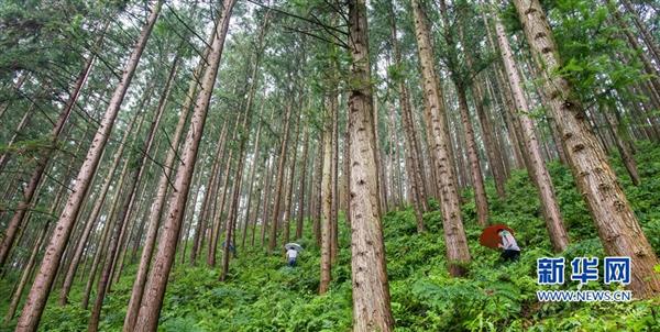 扎根深山60年 一棵杉木做到底——“洋林精神”铸就“八闽楷模”