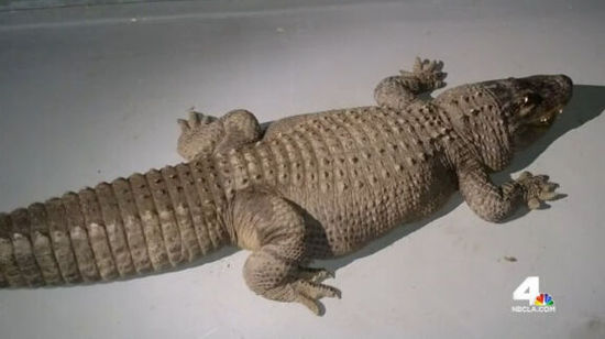 居民家养24米长温顺短尾鳄近40年或面临指控