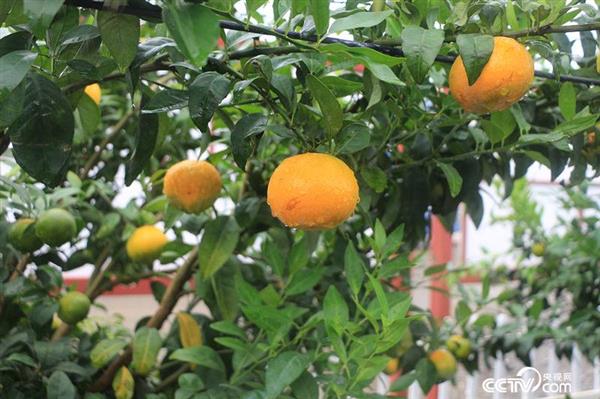 今年挂果的柑橘。（何川/摄）