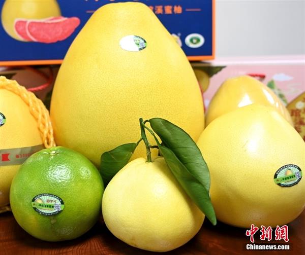 图为福建省漳州市平和县嫁接外来品种培育出的蜜柚新品。 中新社记者 张金川 摄