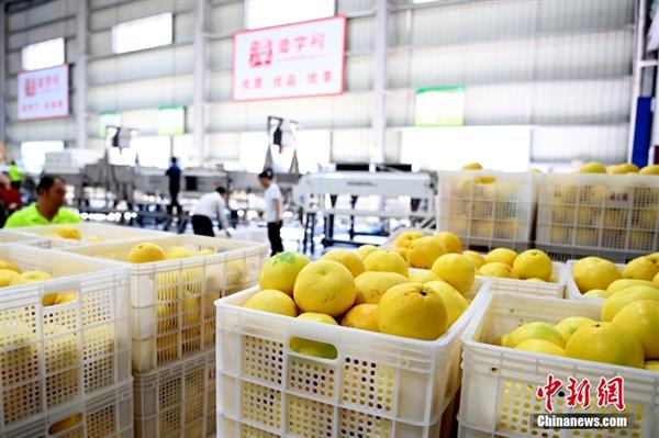 图为在福建省漳州市平和县，刚采摘回来的葡萄柚即将倒入数字化智能分选生产线进行精准分类。 中新社记者 张金川 摄
