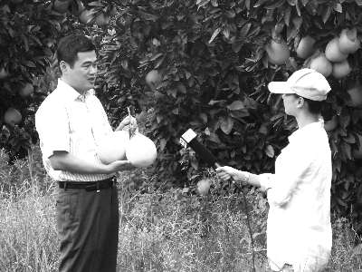　　▲ 县委副书记、代县长黄劲武（左一）向中央电视台记者介绍琯溪蜜柚