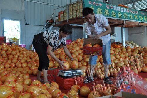 在陈斌鑫家的厂房里，已形成了流水线操作。24日，他介绍平均每天微销售200多单。