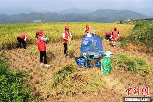 志愿者前来建设村帮忙农户收割水稻。　张金川 摄