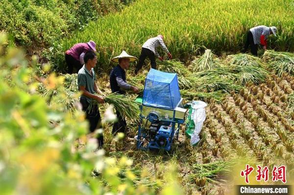 当地村民正忙着收割成熟水稻。　张金川 摄