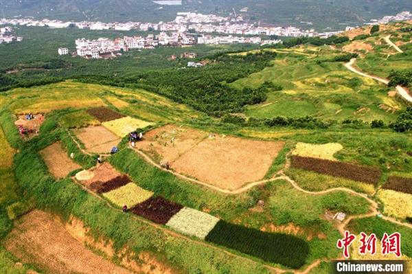 航拍建设村五彩稻田。　黄坤华 摄