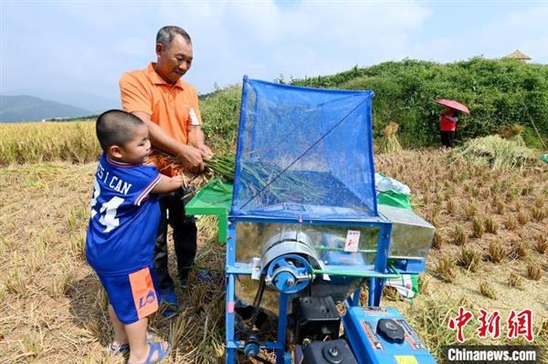 小孩体验收割水稻。　张金川 摄