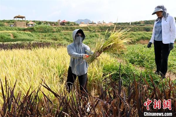 民众在五彩稻田体验割水稻。　张金川 摄