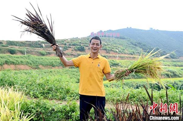 建设村致富带头人黄龙武介绍五色稻谷种植情况。　张金川 摄